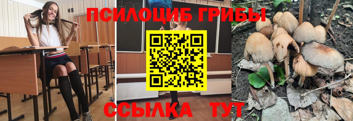 Салехард  Галлюциногенные грибы Cubensis  Вход с VPN 